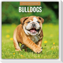 Bulldogs - Bulldoggen 2025 - 16-Monatskalender