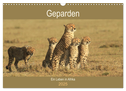 Geparden - Ein Leben in Afrika (Wandkalender 2025 DIN A3 quer), CALVENDO Monatskalender