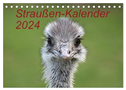 Straußen-Kalender 2024 (Tischkalender 2024 DIN A5 quer), CALVENDO Monatskalender