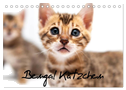Bengal Kätzchen (Tischkalender 2024 DIN A5 quer), CALVENDO Monatskalender