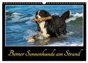 Berner Sennenhunde am Strand (Wandkalender 2024 DIN A3 quer), CALVENDO Monatskalender