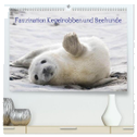 Faszination Kegelrobben und Seehunde 2024 (hochwertiger Premium Wandkalender 2024 DIN A2 quer), Kunstdruck in Hochglanz