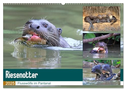 Riesenotter - Flusswölfe im Pantanal (Wandkalender 2025 DIN A2 quer), CALVENDO Monatskalender