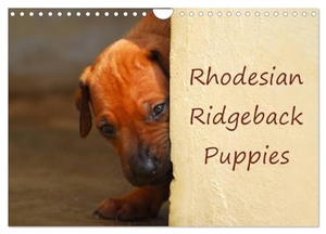 Wyk, Anke van. Rhodesian Ridgeback Puppies (Wall Calendar 2024 DIN A4 landscape), CALVENDO 12 Month Wall Calendar - A monthly calendar with photographs of Rhodesian Ridgeback puppies.. Calvendo, 2023.