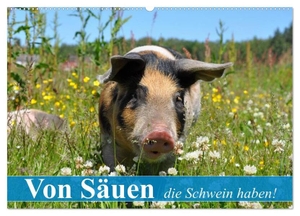 Stanzer, Elisabeth. Von Säuen die Schwein haben! (Wandkalender 2024 DIN A2 quer), CALVENDO Monatskalender - So glücklich sollten alle Schweine leben können. Calvendo, 2023.