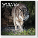 Wolves - Wölfe 2027 - 16-Monatskalender