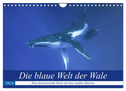 Die blaue Welt der Wale (Wandkalender 2024 DIN A4 quer), CALVENDO Monatskalender
