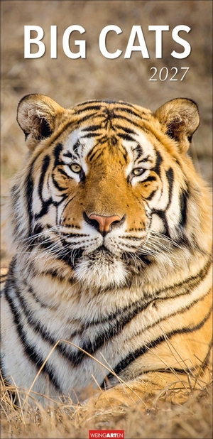 Big Cats Kalender 2027 - Große Raubkatzen porträtiert in einem XL Wandkalender. Länglicher Kalender mit ausdrucksstarken Fotos von Löwe, Tiger und Co. 33 x 68 cm Hochformat. Weingarten, 2026.
