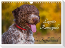 Lagotto Romagnolo - Italienischer Trüffelhund (Wandkalender 2025 DIN A4 quer), CALVENDO Monatskalender