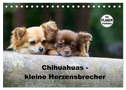 Chihuahuas - kleine Herzensbrecher (Tischkalender 2025 DIN A5 quer), CALVENDO Monatskalender