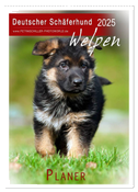 Deutscher Schäferhund - Welpen, Planer (Wandkalender 2025 DIN A2 hoch), CALVENDO Monatskalender