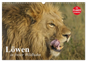 Löwen in freier Wildbahn (Wandkalender 2025 DIN A3 quer), CALVENDO Monatskalender