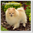 Pomeranians - Spitz 2027 - 16-Monatskalender