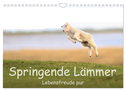 Springende Lämmer: Lebensfreude pur (Wandkalender 2024 DIN A4 quer), CALVENDO Monatskalender