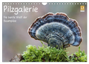 Pilzgalerie - Die bunte Welt der Baumpilze (Wandkalender 2024 DIN A4 quer), CALVENDO Monatskalender