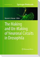 The Making and Un-Making of Neuronal Circuits in Drosophila