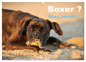 Boxer ? Was sonst ! (Wandkalender 2025 DIN A2 quer), CALVENDO Monatskalender