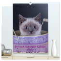 Britisch Kurzhaar Katzen - Planer (hochwertiger Premium Wandkalender 2024 DIN A2 hoch), Kunstdruck in Hochglanz