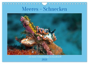 Niemann, Ute. Meeres-Schnecken (Wandkalender 2024 DIN A4 quer), CALVENDO Monatskalender - Bunt wie Schmetterlinge im Korallenriff. Calvendo, 2023.