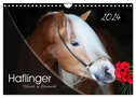 Haflinger-Pferde in Reinzucht (Wandkalender 2024 DIN A4 quer), CALVENDO Monatskalender