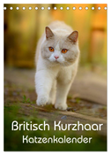 Britisch Kurzhaar Katzenkalender (Tischkalender 2024 DIN A5 hoch), CALVENDO Monatskalender
