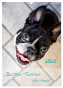 Boston Terrier der Hund 2025 (Wandkalender 2025 DIN A3 hoch), CALVENDO Monatskalender