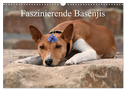 Faszinierende Basenjis (Wandkalender 2024 DIN A3 quer), CALVENDO Monatskalender