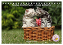 Süße Kätzchen - cute kittens (Tischkalender 2024 DIN A5 quer), CALVENDO Monatskalender