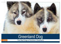 Greenland Dog - The Sled Dogs of Northern Greenland (Wall Calendar 2025 DIN A3 landscape), CALVENDO 12 Month Wall Calendar