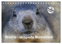 Wildlife - Verspielte Murmeltiere (Tischkalender 2024 DIN A5 quer), CALVENDO Monatskalender