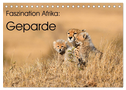 Faszinaton Afrika: Geparde (Tischkalender 2024 DIN A5 quer), CALVENDO Monatskalender