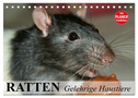 Ratten. Gelehrige Haustiere (Tischkalender 2025 DIN A5 quer), CALVENDO Monatskalender