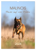 Malinois Power auf vier Pfoten (Wandkalender 2024 DIN A2 hoch), CALVENDO Monatskalender