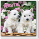 West Highland White Terrier Puppies - Westie Puppies - West Highland White Terrier Welpen - Westie Welpen 2027 - 16-Monatskalender