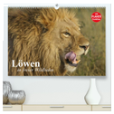 Löwen in freier Wildbahn (hochwertiger Premium Wandkalender 2025 DIN A2 quer), Kunstdruck in Hochglanz