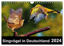 Singvögel in Deutschland (Wandkalender 2024 DIN A4 quer), CALVENDO Monatskalender