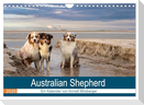 Australian Shepherd 2025 (Wandkalender 2025 DIN A4 quer), CALVENDO Monatskalender