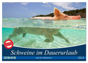 Schweine im Dauerurlaub auf den Bahamas! (Wandkalender 2024 DIN A2 quer), CALVENDO Monatskalender