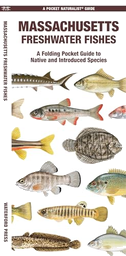Massachusetts Freshwater Fishes