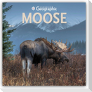 Moose - Elche 2027 - 16-Monatskalender