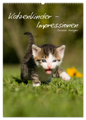 Katzenkinder - Impressionen (Wandkalender 2024 DIN A2 hoch), CALVENDO Monatskalender