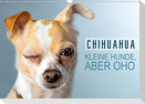 Chihuahua: Kleine Hunde, aber oho (Wandkalender 2022 DIN A3 quer)