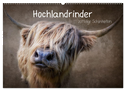 Hochlandrinder - Zottelige Schönheiten (Wandkalender 2024 DIN A2 quer), CALVENDO Monatskalender