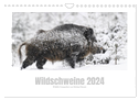 Wildschweine ¿ Wildlife Fotografien (Wandkalender 2024 DIN A4 quer), CALVENDO Monatskalender