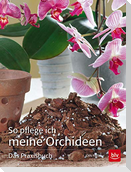So pflege ich meine Orchideen