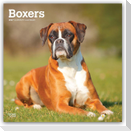 Boxers - Boxer 2027 - 16-Monatskalender