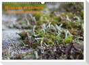 Mousses et lichens de Fontainebleau (Calendrier mural 2024 DIN A3 vertical), CALVENDO calendrier mensuel