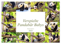 Pandabär Babys (Wandkalender 2025 DIN A2 quer), CALVENDO Monatskalender