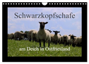 Schwarzkopfschafe am Deich in Ostfriesland (Wandkalender 2024 DIN A4 quer), CALVENDO Monatskalender