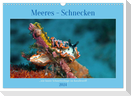 Meeres-Schnecken (Wandkalender 2024 DIN A3 quer), CALVENDO Monatskalender